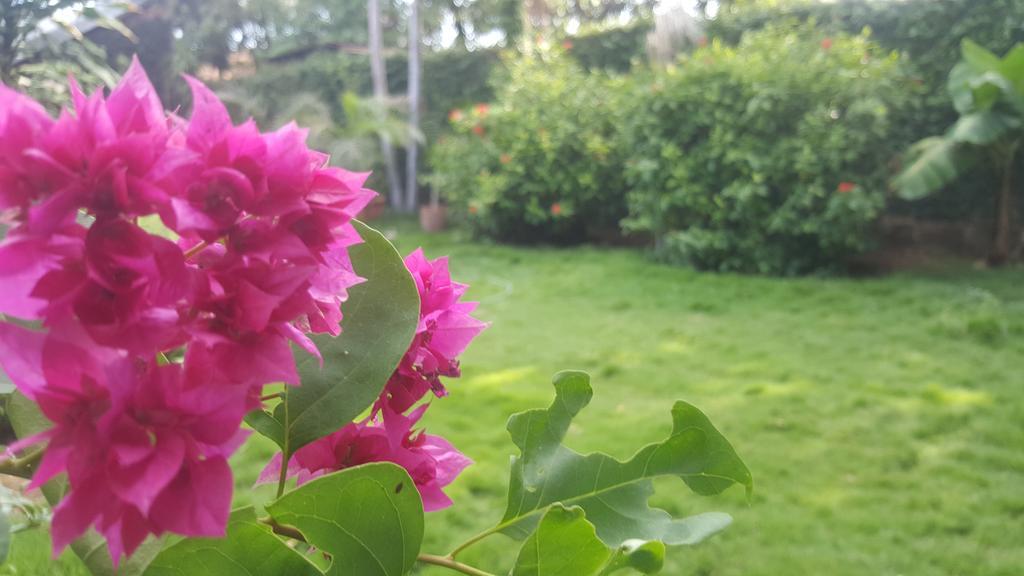 Hostal El Jardin Leon Luaran gambar